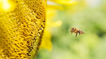 Honigbiene und Bienenschutz von BASF Agricultural Solutions Deutschland.